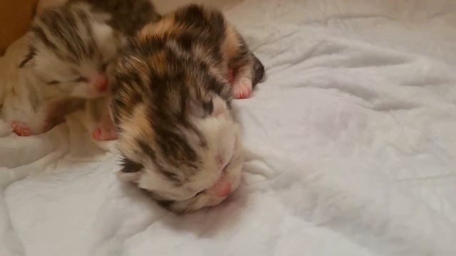 Маленькие котята ползают как червячки🪱 мяукают🐈зовут маму кошку. смотреть онлайн