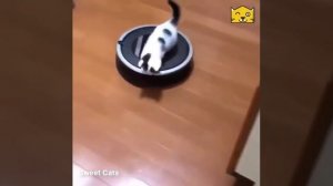 Cat Кошки Котята Коты #Shorts 1127.mp4