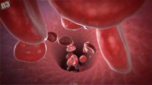 БЕСЦЕННАЯ ПОЛЬЗА ЧЕСНОКА для ОРГАНИЗМА