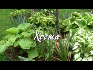 Хоста. Дачные картинки.