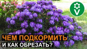 УХОД ЗА РОДОДЕНДРОНАМИ: секреты роскошного цветения
