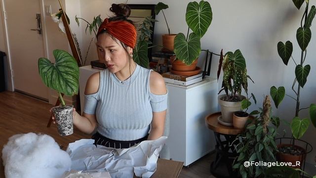 Rare Plant Haul: Dazzling Philodendron Mamei x Plowmanii Plant Unboxing + Repotting | Ebay смотреть онлайн