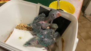 Как укладываются спать ожереловые попугаи. Тест днк