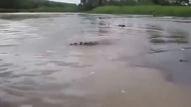 Крокодил вполне мог откусить ноги смотреть онлайн