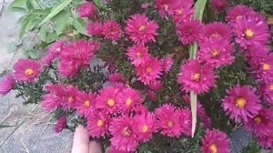 астры кустарниковые (Aster dumosus)- осеннее украшение сада
