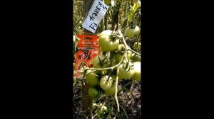 томаты .КСЕНИЯ.  КУПЕЦ. КИТАЙСКИЙ скор.еще зеленые плоды.....