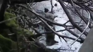 Животные в Беде! Топ 30 Случаев когда Животные Просили о Помощи !