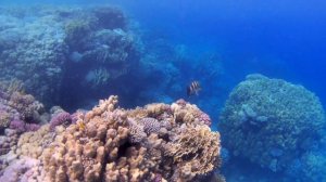 Риф у отеля Baron Resort Sharm El Sheikh Egypt май 2023 г.