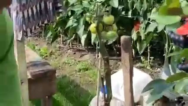 Собираем урожай картошки 🙂. Ведро из одной картофелины.