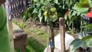 Собираем урожай картошки 🙂. Ведро из одной картофелины.