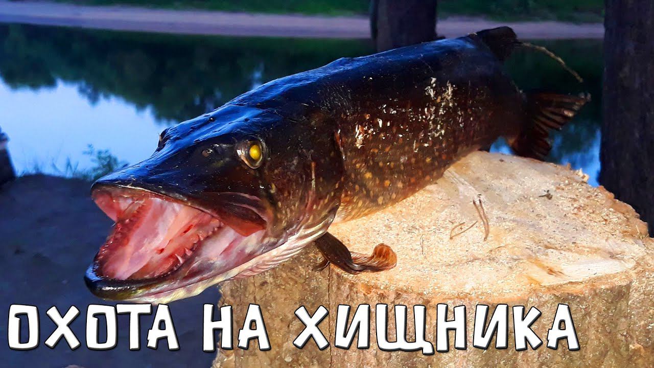 ЛОВИМ ЩУКУ В КОРЯЖНИКЕ / БЕШЕНЫЙ КЛЕВ ЩУКИ / НОЧУЕМ В избе / Тайга летом / Жизнь в лесу с рыбалкой смотреть онлайн