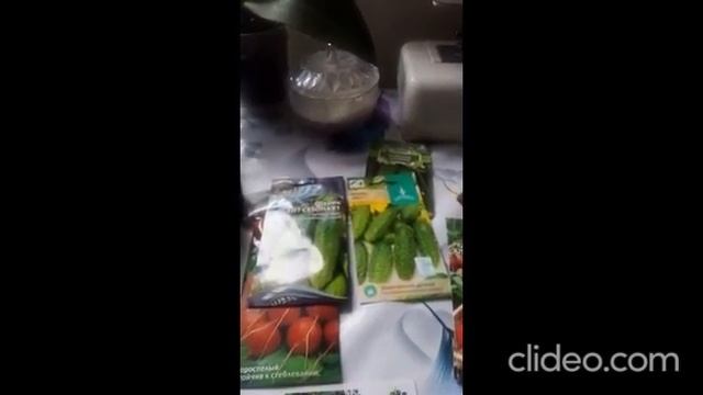 Моя Редиска Что растёт Предлетние Развлечения