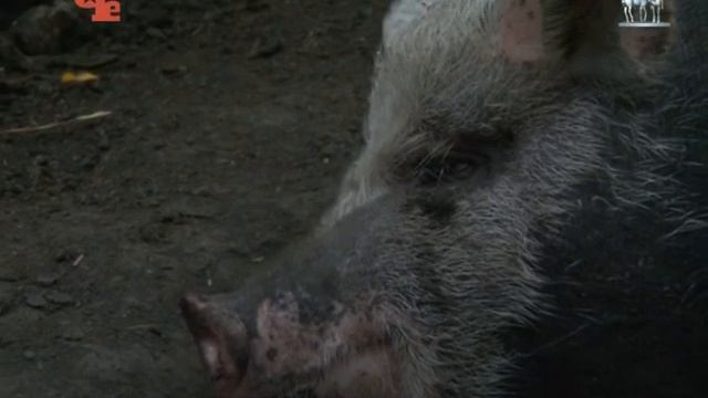 0 5 Зоопарк смотреть онлайн