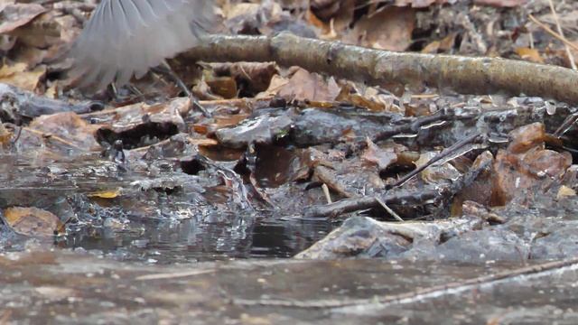 Синицы купаются в луже 1 смотреть онлайн