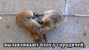 Обезьяны Гибралтара