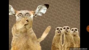 Коты и сурикаты поют