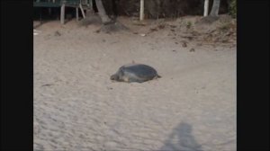 Palm Paradise Cabanas