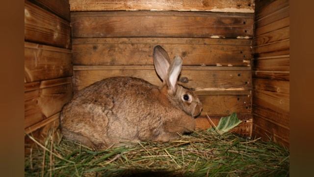 Домашние животные для детей смотреть онлайн