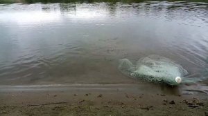 Кастинговая сеть, рыбалка ранним утром на реке Чумыш.
