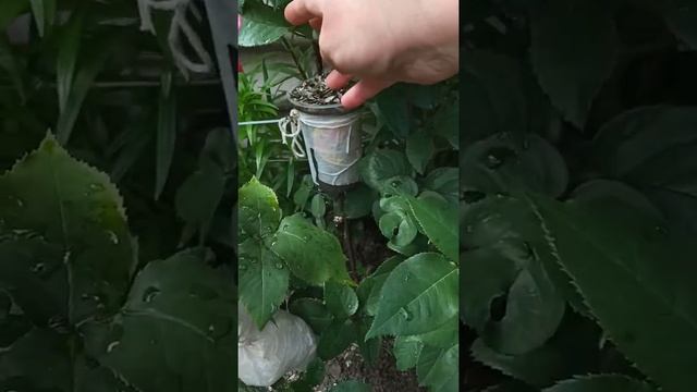 Размножение розы воздушными отводками ? Наши розы в комментариях ?