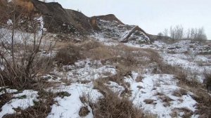 Охота на куропаток с курцхааром\Натаскиваем молодую\