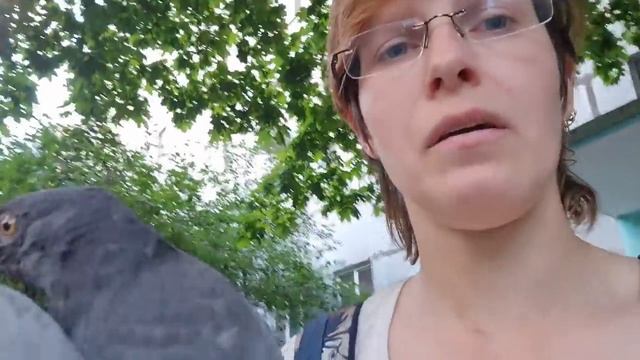 Голуби с "залепленными глазами", чем болеют, опасно ли для людей, стоит ли подбирать и помогать? смотреть онлайн