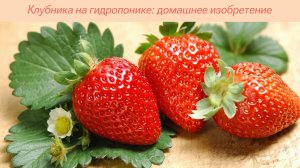 Клубника на гидропонике: домашнее изобретение