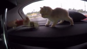 Как мы купили котёнка