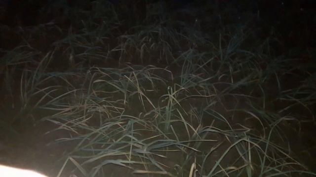 УБОРКА ЧЕСНОКА В РУЧНУЮ. Когда копать яровой чеснок. Лучше сажать яровой чеснок осенью.