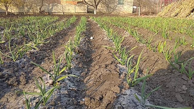 Зола для чеснока смотреть онлайн