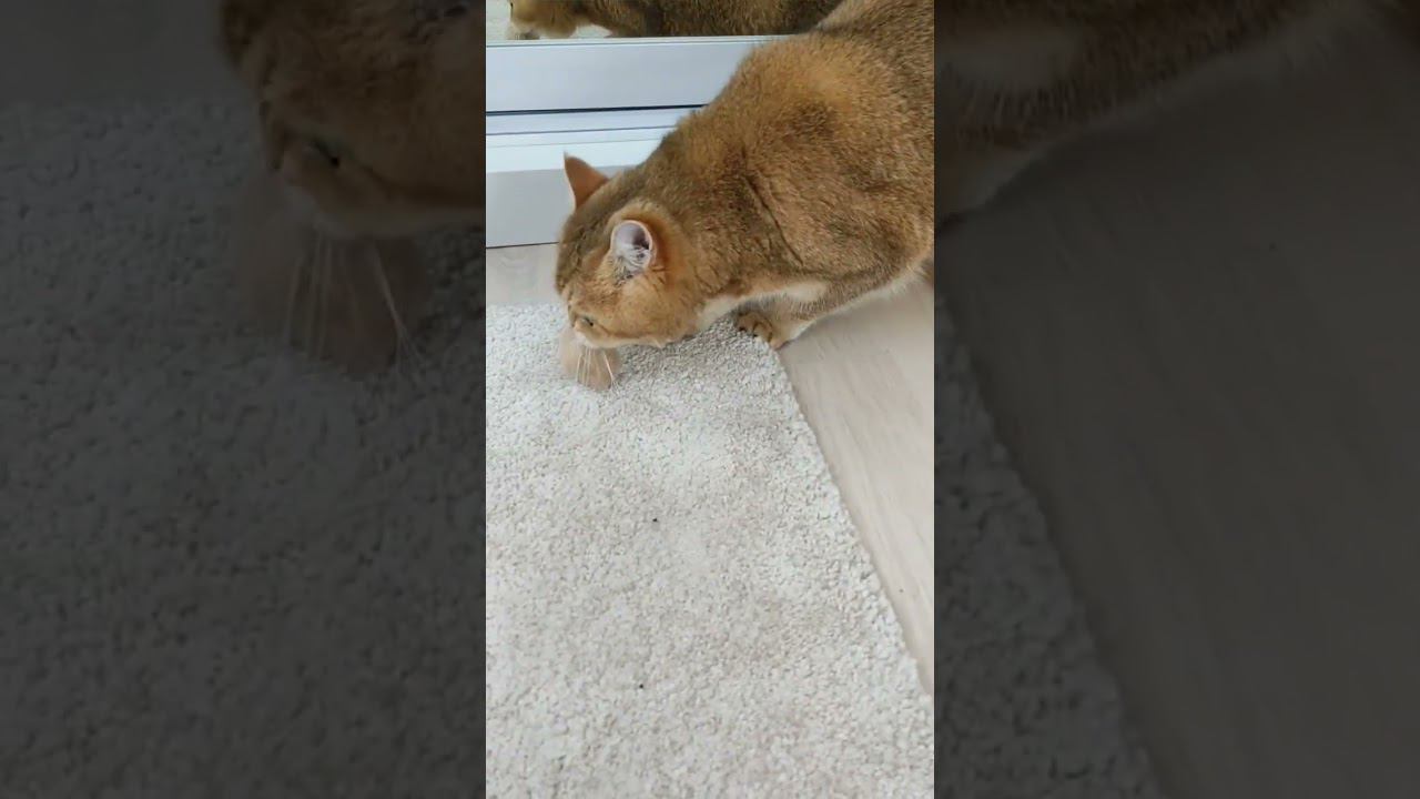 #безкотаижизньнета #котики #смешныекоты #золотаяшиншилла #fannycats