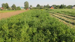 Работы в огороде в августе