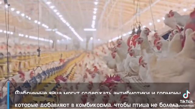 @яйца домашние