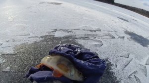 Первый лед. 2022-2023. В поисках окуней.