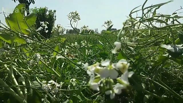 Beautiful village смотреть онлайн