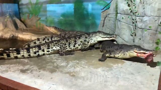 [ХРОНИКИ №3] Глубокие глотки и сломанный аллигатор смотреть онлайн