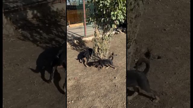 Четверка с кладбища, как это было... смотреть онлайн