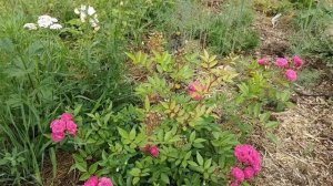 Пойдем гулять по розам или что цветет после грозы?. Июль. Желаю всем любви в сердце ❤️?❤️