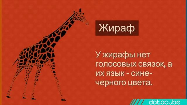 24 необычных факта о диких животных смотреть онлайн
