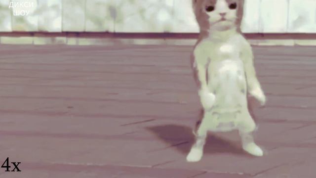 бэм бэм бэм бэм КОТ ТАНЦУЕТ бэм бэм бэм смотреть онлайн