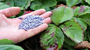 Не делайте это с клубникой поздней осенью розетки вымерзнут! Ошибки по уходу за клубникой осенью!!