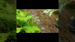 Дорога на Помяненный (Колчимский) камень