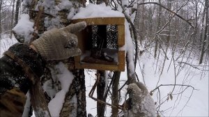 Охота на куницу. Проверка прыгающих капканов (Будни охотника и рыбака)