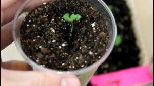 Торения. Пикировка сеянцев. __Валентина Земскова.