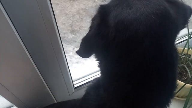 Пропажа собаки? смотреть онлайн