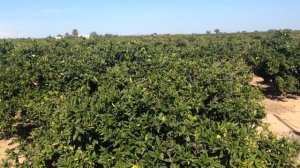 Сбор апельсин в Испании