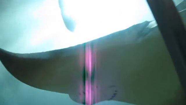 Скат рыбы смотреть онлайн