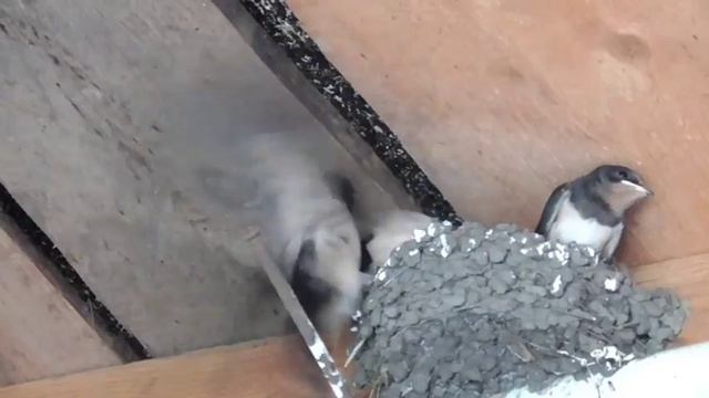 ЛАСТОЧКИ смотреть онлайн