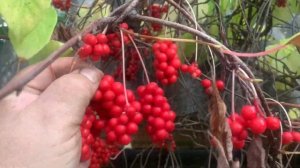 Лимонник китайский - целебное растение!