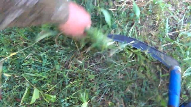как косить газон ручной косой. cut the lawn.